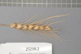 Click for 1 image(s) for this accession. Spike